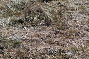 grass on the ground
