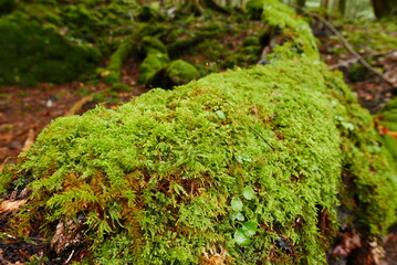 Aokigahara sea of tree Jyukai and hyoketsu ice cave in Mt Fuji and Mt Ohmuro in shizuoka and...