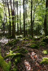 Aokigahara sea of tree Jyukai and hyoketsu ice cave in Mt Fuji and Mt Ohmuro in shizuoka and Yamanashi, Japan.