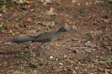 Chachalacas, aves endémicas de quintana roo, riviera maya, otoño, 