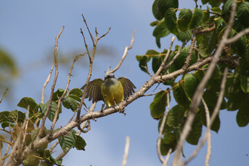 Xtakay, pájaro, ave de la peninsula de yucatan y riviera maya, pájaro posando sobre un árbol.
