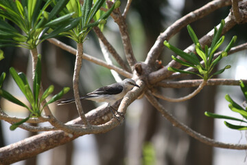 cenzontle, pájaro, ave de la peninsula de yucatan y riviera maya, pájaro posando sobre  la rama de un arbol.