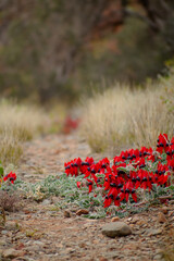 sturt desert peas