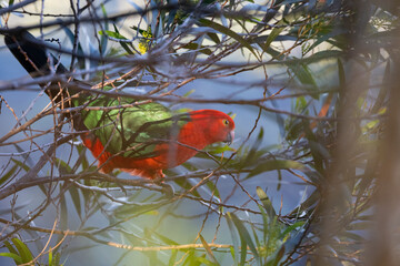 King Parrot seen in it's natural native habitat in the Australian hinterland