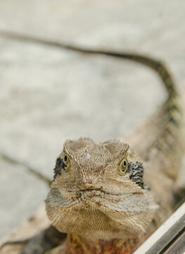 bearded dragon lizard