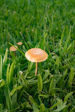 mushroom in the forest