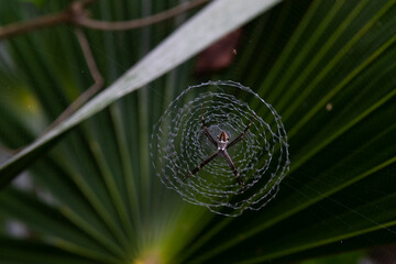Araña aterradora con cara humana, sobre su telaraña con fondo verde. insecto