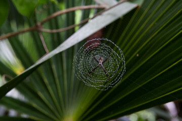 Araña aterradora con cara humana, sobre su telaraña con fondo verde. insecto