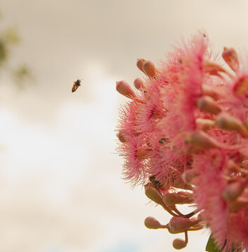 Wasp flying near flowers