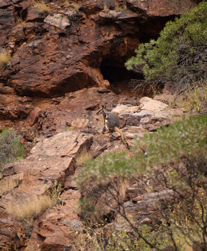 Yellow-footed rock wallaby