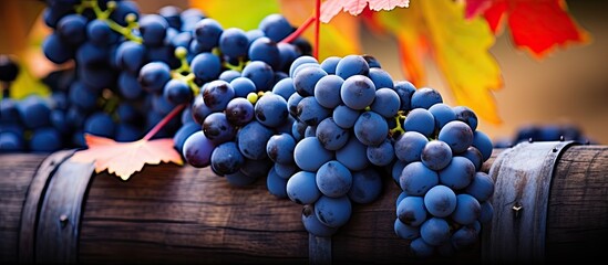 Overview of blue grape vines on wine barrel Grapes for ice wine Close up of Cabernet Franc vines in...