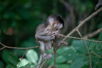 可愛いサル