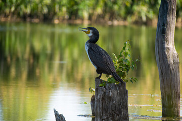 Bird on the pond