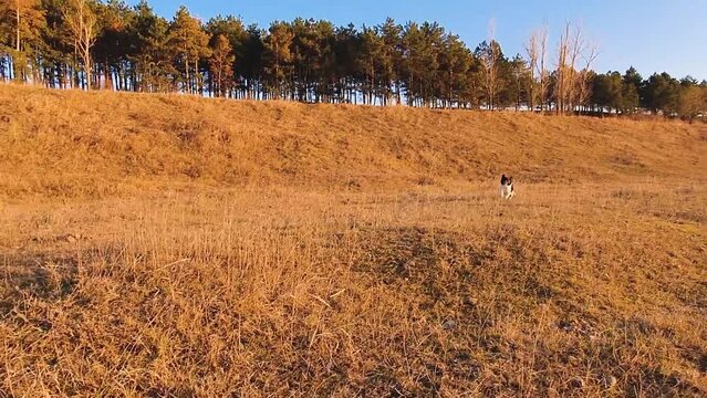 Overjoyed and agile puppy fast running towards his owner camera. Idyllic country view, beautiful autumn day, active dog on dry golden grass meadow, rural scene