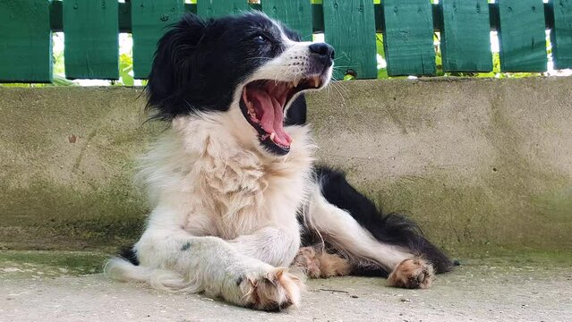 Stressless old dog laying down outdoors, looking aside yawning. Funny pet emotions