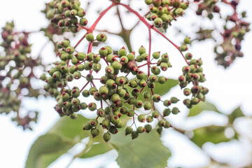 Elderberry plant – fruiting buds green, almost ready to pick 