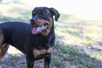 Mature adult female purebred rottweiler head shot side view closeup 