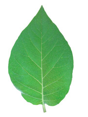 Double sided green leaves on transparent background, foliage texture