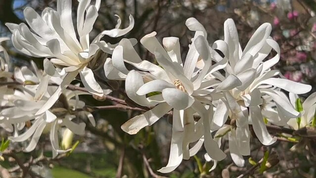 Flowering Magnolia stellata Waterlily in Ystad, Scania, Sweden, Scandinavia, Europe