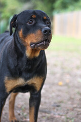 10 month old male purebred rottweiler closeup headshot 