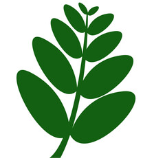 Exotic plants, palm leaves