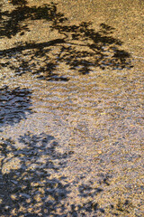 上賀茂神社を流れる清らかな小川と美しい木の影（京都府京都市）コピースペースあり
A clear stream flowing through Kamigamo Shrine and the shadow of beautiful trees (Kyoto City, Kyoto Prefecture, Japan) with copy space
