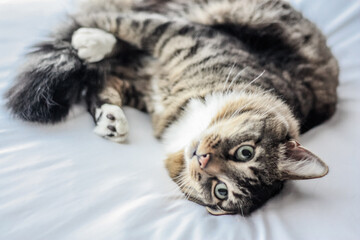 Domestic long-haired tabby cat posing with a white background 