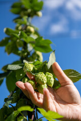Hop Farming, Beer Hops, Urban Farming, Urban Brewing, Hoppy Beer, Beer Hops