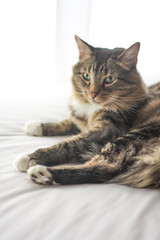 Domestic long-haired tabby cat posing with a white background 