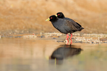 Two black crakes (Amaurornis flavirostra) in natural habitat, Kruger National Park, South Africa.