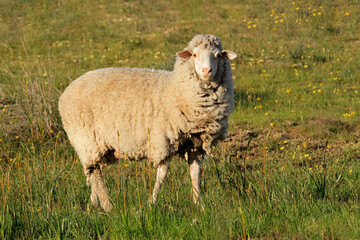 A free-range merino sheep on a rural South African farm.