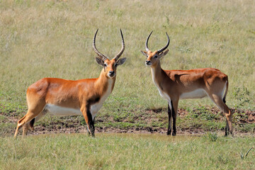 Naklejka na ściany i meble Male red lechwe antelopes (Kobus leche) in natural habitat, southern Africa.