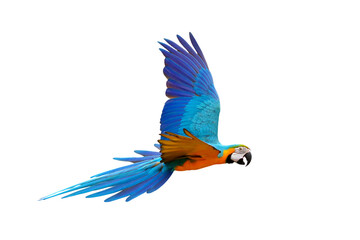 Colorful flying parrot isolated on transparent background png file