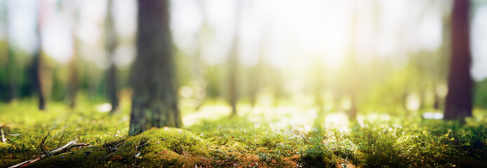 Forest bokeh nature background - 662544734