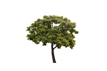 Image of a big tree with beautiful leaves isolated on a png file with a transparent background.