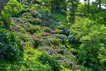 静岡県下田市　下田公園あじさい祭り