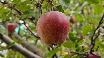 Fresh apple fruit on the Apple tree in the garden.
