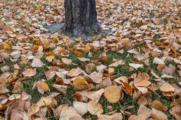 Dried brown leaves in fall covering grass in a park