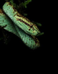 Malabar pit viper