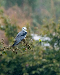 black shouldered kite