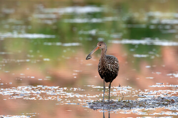 Limpkin hunting for dinner