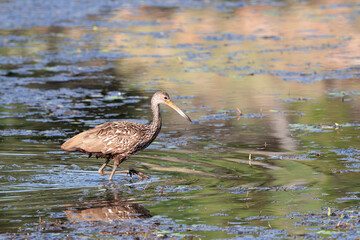 Limpkin hunting for dinner
