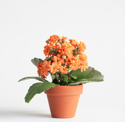 kalanchoe in  orange flower pot on white background