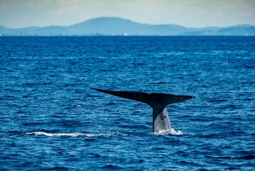 Fototapeta premium The mighty Blue whale