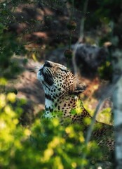 Looking up at the heavens, Sri Lankan leopard