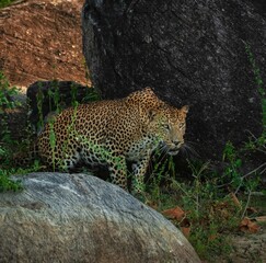 Sri Lankan Leopard