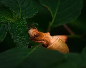 The slow paced snail