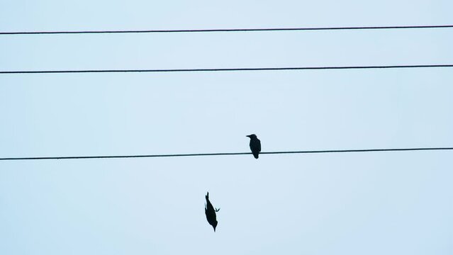 Two Crows Perched on an Electrical Line, One Flies Away, Break Up Concept (UHD)