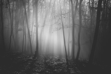 Mysterious and desolate atmosphere on a gloomy day in the dark woods with thick fog