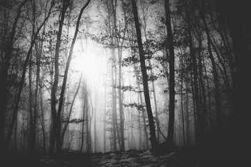 Mysterious and desolate atmosphere on a gloomy day in the dark woods with thick fog